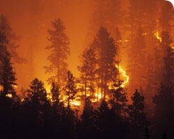 Кілька сотень американців кинули свої домівки через масштабні пожежі