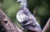 В Китае запретили летать почтовым голубям и пускать воздушные змеи