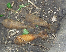 На Кіровоградщині біля сільради знайшли 28 мінометних мін