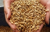Держрезерв придбав пшеницю за ціною в 11 разів більшою, ніж ринкова 