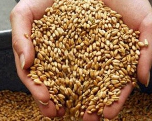 Держрезерв придбав пшеницю за ціною в 11 разів більшою, ніж ринкова 
