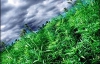 Учені довели, що марихуана допомагає підтримувати струнку фігуру