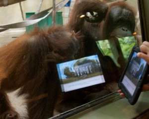 Орангутангам у США видали планшети iPad для спілкування між собою