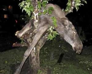 Пьяного лося снимали с дерева пожарные