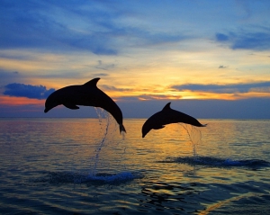 Доказано, что дельфины дают друг другу имена