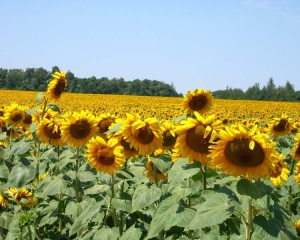 Україна може продати за кордон рекордний обсяг соняшникової олії - експерти