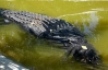 Гигантский крокодил обеспокоил ветеринаров отказом от еды