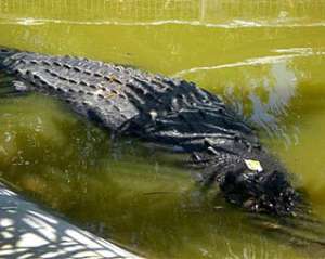 Гигантский крокодил обеспокоил ветеринаров отказом от еды