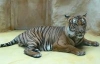 Тигрица убила тигра из-за ревности