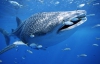 В США туристам предлагают дайвинг с акулами