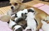 Крошечная чихуахуа родила 10 щенков