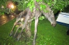 Пьяный лось застрял на дереве