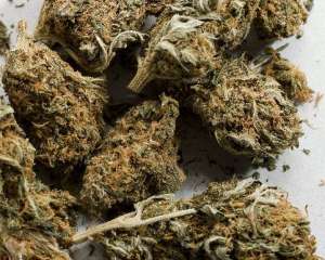 Наркокур&#039;єрів засудили до 8 років за контрабанду 18 кг марихуани