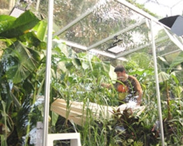 Учений на власному прикладі довів, що рослини можуть врятувати від нестачі кисню
