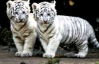 У Китаї собака вигодовує трьох білих тигренят
