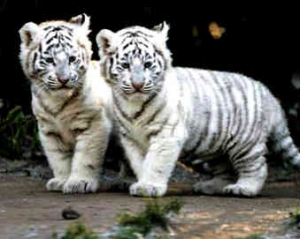 В Китае собака выкармливает троих белых тигрят