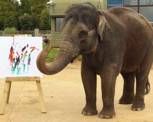 В британском зоопарке слониха рисует картины ко Дню благодарности слонам