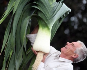 Мужчина вырастил самый большой в мире 9-килограммовый лук-порей