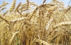 Украина продала 1 млн тонн пшеницы Бангладешу