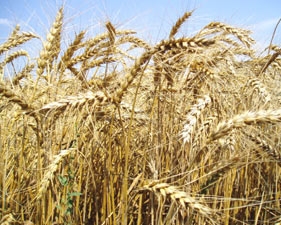 Украина продала 1 млн тонн пшеницы Бангладешу