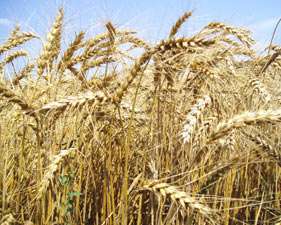 Україна продала 1 млн тонн пшениці Бангладешу
