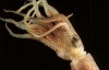 Кальмарів-бісексуалів виявили вчені в Тихому океані