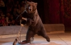 Стриптиз від мавпи і ведмідь на самокаті — нова програма в цирку