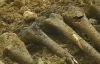 В Триполи найдена братская могила с 1200 трупами, которых убил Каддафи