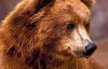 На Івано-Франківщині на чоловіка напав ведмідь