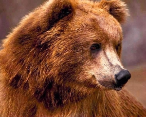 На Ивано-Франковщине на мужчину напал медведь