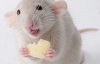 Ученые создали крысу-киборга с искусственным мозгом