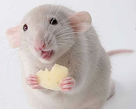 Учені створили пацюка-кіборга зі штучним мозком