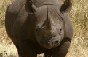 Непальцы отпугивают носорогов ромашкой