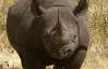 Непальці відлякують носорогів ромашкою