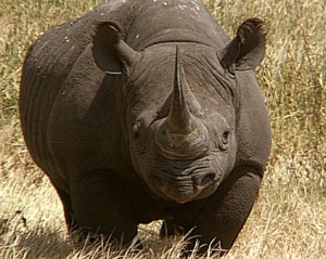 Непальці відлякують носорогів ромашкою