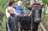 Заместитель губернатора Ровенщины купил семье корову