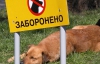 В Киеве построят площадки для выгула собак, которые власти обещали 8 лет