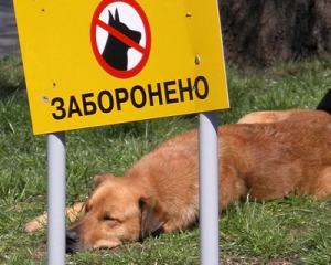 У Києві побудують майданчики для вигулу собак, які влада обіцяла 8 років