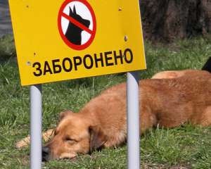 В Киеве построят площадки для выгула собак, которые власти обещали 8 лет