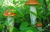 5 луганчан отравились грибами