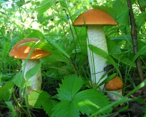 5 луганчан отравились грибами