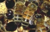 У Судані бджоли "напали" на торговий караван, 11 людей померли