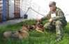 Собаки виконували команди німецькою, російською та українською мовами