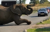 Слон задремал на дороге в Великобритании