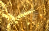Рада отменила пошлины на экспорт пшеницы и кукурузы