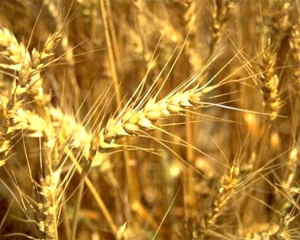 Рада скасувала мита на експорт пшениці і кукурудзи