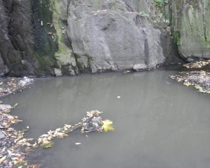 Вода в черкасской реке побелела из-за выбросов с сахарного завода