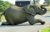 Слон перекрыл дорогу 