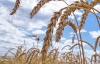 У США вважають, що Україна зібрала рекордний урожай зерна