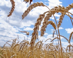 В США считают, что Украина собрала рекордный урожай зерна